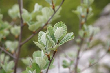 Bahar günü çiçek açan yaprakları olan ağaç dalları..