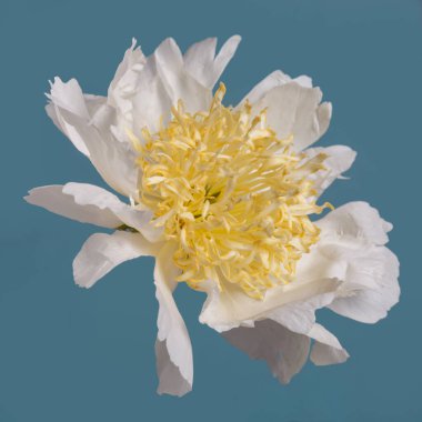 Mavi arka planda sarı merkezli beyaz dağınık şakayık çiçek..