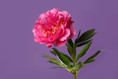 Mor arka planda izole edilmiş parlak pembe şakayık çiçeği..