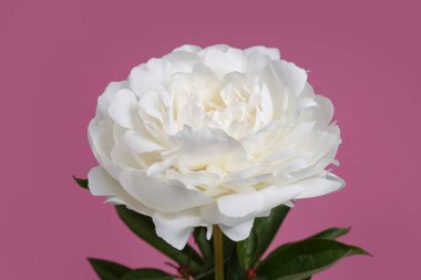 Beyaz narin şakayık çiçeği pembe arka planda izole edilmiş..