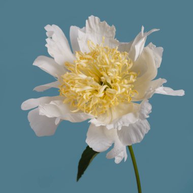 Mavi arka planda sarı merkezli beyaz dağınık şakayık çiçek..