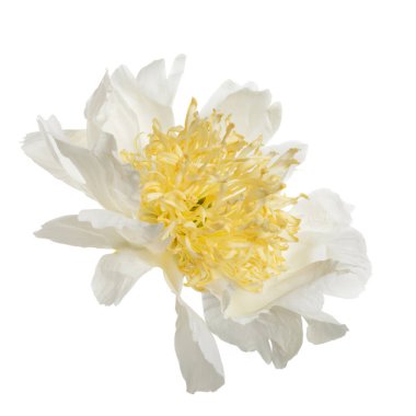 Beyaz arkaplanda sarı merkezli, dağınık, şakayık bir çiçek..