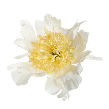 Beyaz arkaplanda sarı merkezli, dağınık, şakayık bir çiçek..