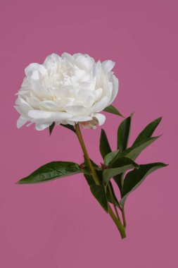 Beyaz narin şakayık çiçeği pembe arka planda izole edilmiş..
