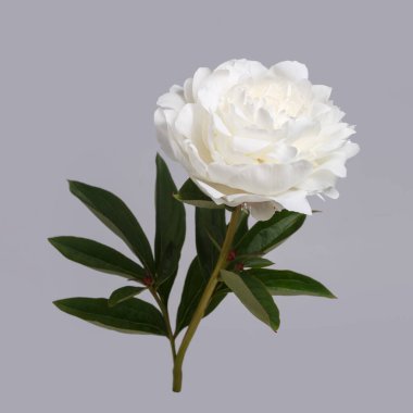 Beyaz narin şakayık çiçeği gri arka planda izole edilmiş..