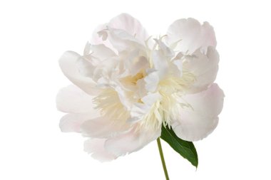 Beyaz arka planda izole edilmiş zarif pembe şakayık çiçeği.