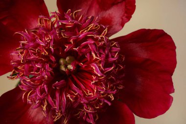 Koyu kırmızı şakayık çiçeği bej arka planda izole edilmiş.