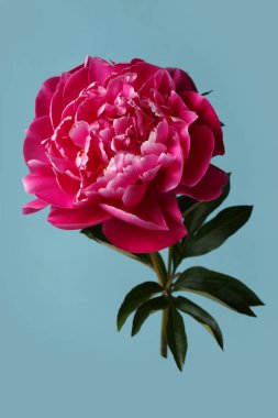 Güzel pembe şakayık çiçeği mavi bir arka planda izole edilmiş..