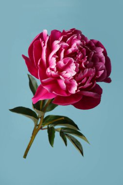 Güzel pembe şakayık çiçeği mavi bir arka planda izole edilmiş..