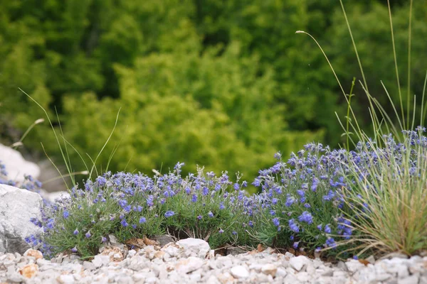 Натуральные Обои Цветы Травы Краю Скалы Фоне Леса — стоковое фото