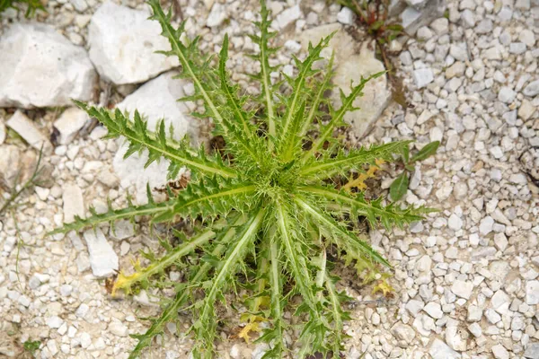 Basal Rosette Thistle Leaves Growing Stones — Stock Photo, Image