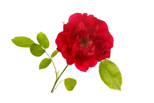 Красный Сад Розовый Цветок Изолирован Белом Фоне — стоковое фото