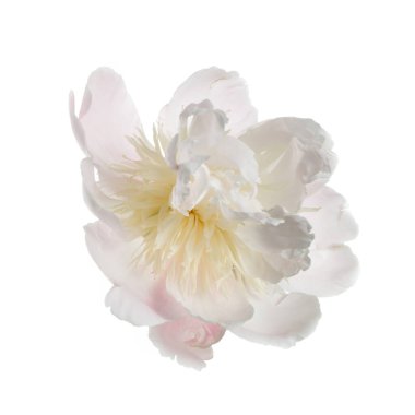 Beyaz arka planda izole edilmiş zarif pembe şakayık çiçeği.