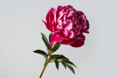 Gri arka planda izole edilmiş güzel pembe şakayık çiçeği..