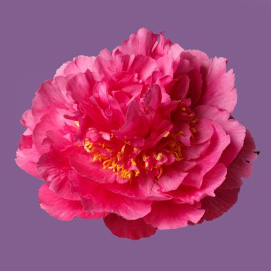 Mor arka planda izole edilmiş parlak pembe şakayık çiçeği..