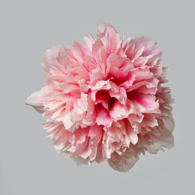 Gri arkaplanda yalıtılmış pembe şakayık çiçeği.