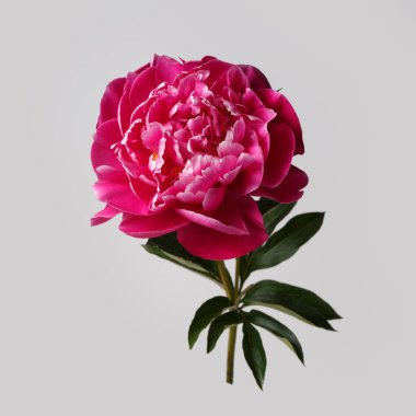 Gri arka planda izole edilmiş güzel pembe şakayık çiçeği..