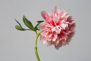 Gri arkaplanda yalıtılmış pembe şakayık çiçeği.