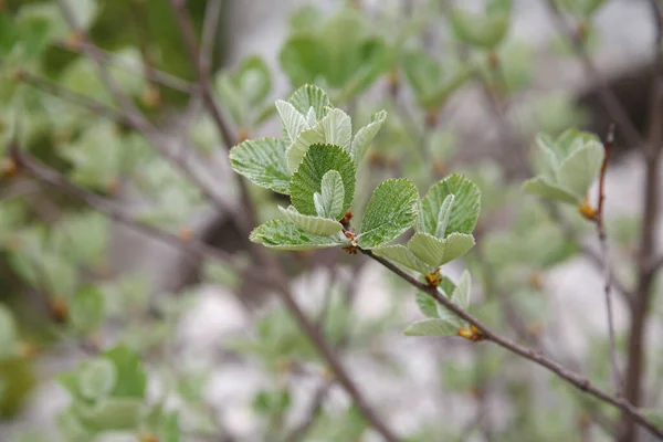 Alder Branches Recently Blossoming Leaves Spring Day — Stock Photo, Image