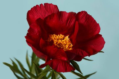 Koyu kırmızı şakayık çiçeği mavi arka planda izole edilmiş..