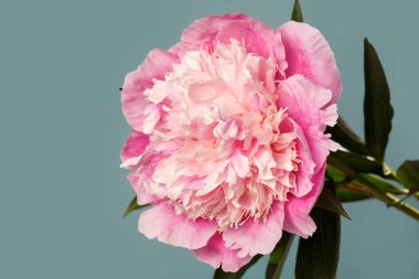 Mavi arka planda izole edilmiş zarif pembe şakayık çiçeği..