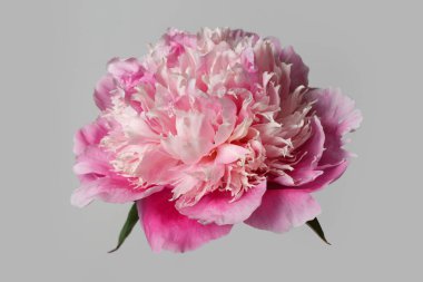 Gri arka planda izole edilmiş zarif pembe şakayık çiçeği..