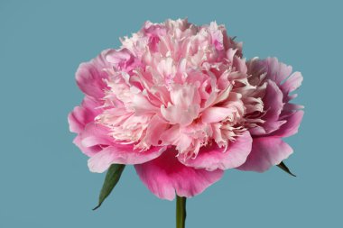 Mavi arka planda izole edilmiş zarif pembe şakayık çiçeği..