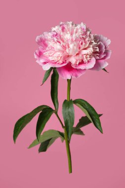 Pembe arka planda izole edilmiş zarif pembe şakayık çiçeği..