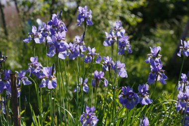 Mavi ve mor Sibirya süsen çiçekleri güneşli bir günde bahçede açar..