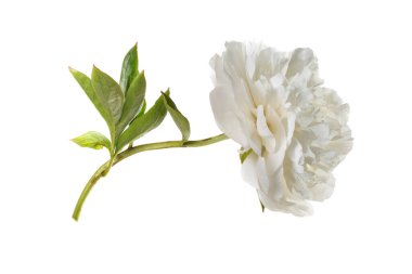 Beyaz arka planda izole beyaz şakayık çiçeği.