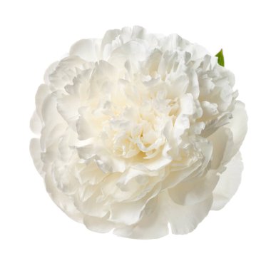 Beyaz arka planda izole beyaz şakayık çiçeği.