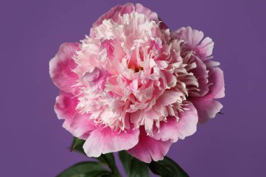 Narin pembe şakayık çiçeği menekşe arkaplanda izole edilmiş..