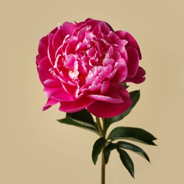 Güzel şarap kırmızısı gül şeklindeki şakayık çiçeği bej arka planda izole edilmiş.