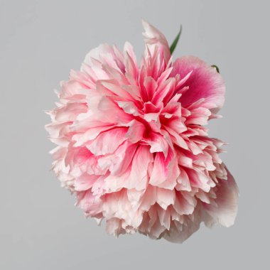 Gri arkaplanda yalıtılmış pembe şakayık çiçeği.