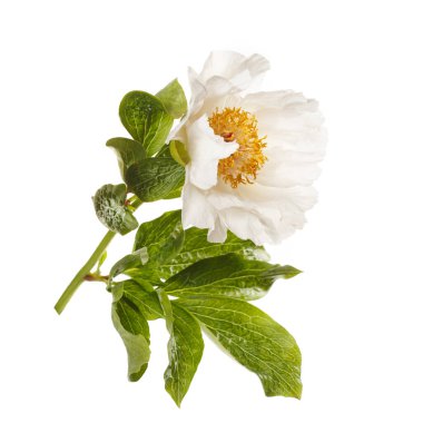 Beyaz arka planda izole edilmiş zarif, soluk, basit şakayık çiçeği..