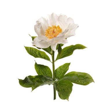 Beyaz arka planda izole edilmiş zarif, soluk, basit şakayık çiçeği..