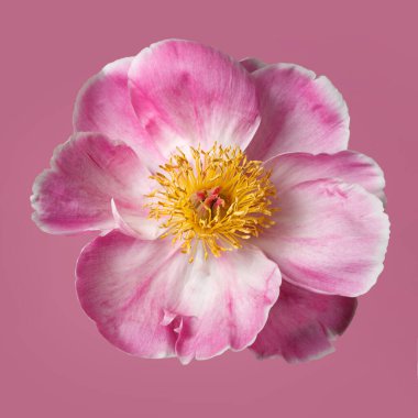 Pembe arka planda sarı merkezli güzel pembe şakayık çiçeği..