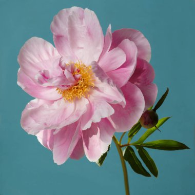 Mavi arka planda sarı merkezli güzel pembe şakayık çiçeği..