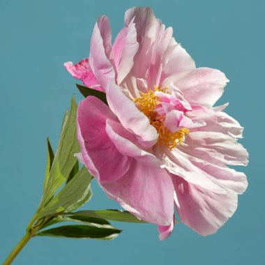 Mavi arka planda sarı merkezli güzel pembe şakayık çiçeği..