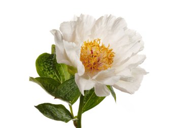 Beyaz arka planda izole edilmiş zarif, soluk, basit şakayık çiçeği..