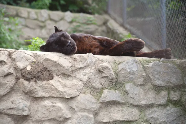 Ein Schwarzer Panther Schläft Auf Felsen Einer Voliere Zoo — Stockfoto