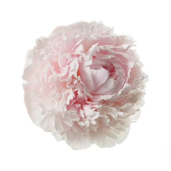 Delicate pale pink peony isolated on white background.