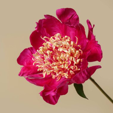 Güzel koyu pembe şakayık çiçeği, bej bir arka planda izole edilmiş, narin sarımsı bir merkezi var..