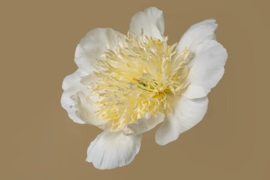 Beyaz arka planda sarı merkezli beyaz şakayık çiçeği.