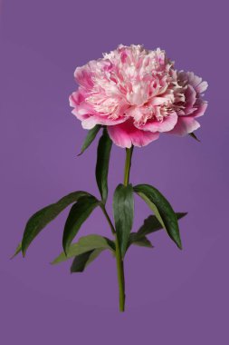 Narin pembe şakayık çiçeği menekşe arkaplanda izole edilmiş..