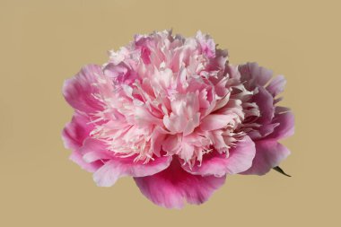 Bej arka planda izole edilmiş zarif pembe şakayık çiçeği..