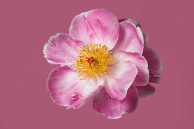 Pembe arka planda sarı merkezli güzel pembe şakayık çiçeği..