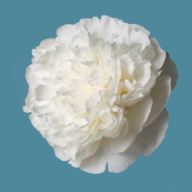 Mavi arka planda beyaz, narin şakayık çiçeği..