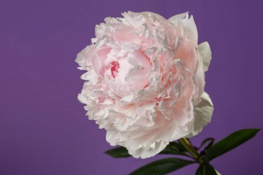 Narin pembe şakayık mor arka planda izole edilmiş..