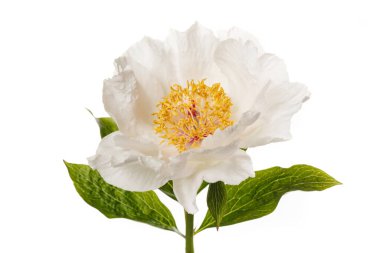 Beyaz arka planda izole edilmiş zarif, soluk, basit şakayık çiçeği..